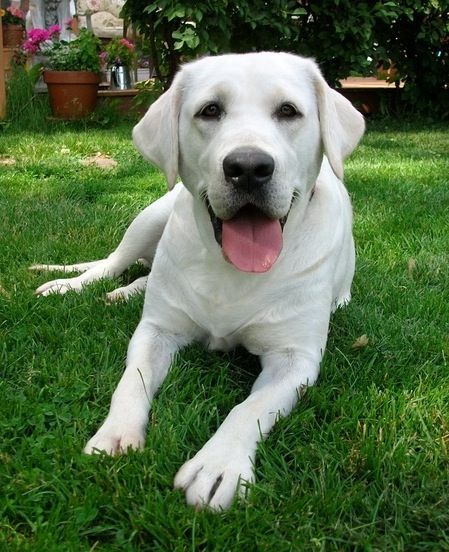 White (light yellow) Labrador White Labs Dogs, White Labrador Retriever, Labrador White, White Labrador Puppy, White Lab Puppies, Husky Corgi, Labrador Yellow, Lab Retriever, English Labrador