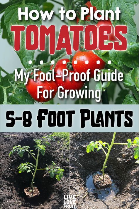 This fool-proof guide on how to plant tomatoes will ensure your tomato plants go from 3 feet tall, to over 8 feet tall. Every. Single. Time. #howtoplanttomatoes #gardening #companionplanting #permaculture #howtoplanttomatoesintheground #howtogarden #howtoplantbigtomatoes #plantingtomatoes #planting #plantingvegetablegarden #plantingtomatoesingarden How To Plant Tomatoes, Tomatoes Plants Problems, Hanging Tomato Plants, Plant Tomatoes, Easy Gardening Ideas, Tomatoes Growing, Growing Tomato, Growing Tomato Plants, Types Of Tomatoes