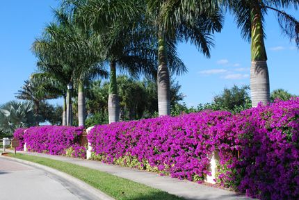 The hubs and I went to Home Depot yesterday and it looks as though he is just as in love with bougainvilleas as much as I am. He said, when can we start planting. YESSSSS!! Bougainvillea On Fence, Bougainvillea Wall, Bougainvillea Trellis, Trellis Fence, Florida Landscaping, Tropical Garden Design, Garden Vines, Home Landscaping, Bougainvillea