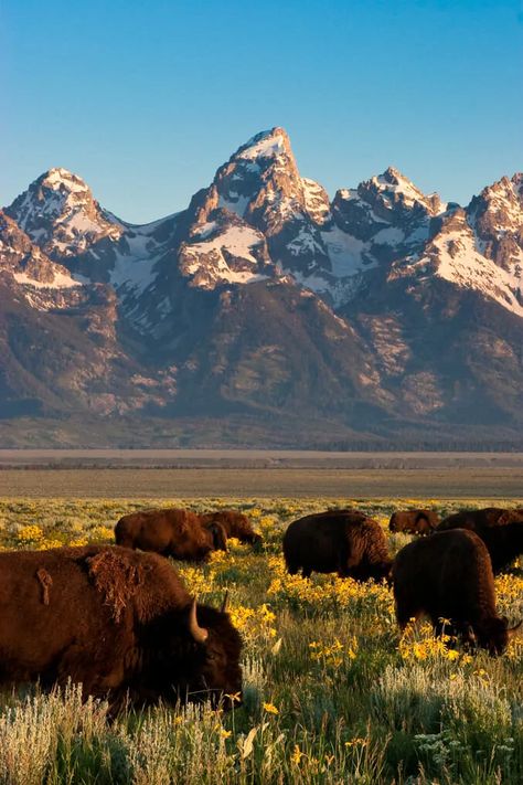 Wildlife Safari | Jackson Hole & Grand Teton | Jackson Hole Wildlife Safaris Wyoming Vacation, Jackson Hole Wy, Scenic Places, Wyoming Travel, Jackson Wyoming, Western Artwork, Jackson Hole Wyoming, Wildlife Safari, National Parks Trip