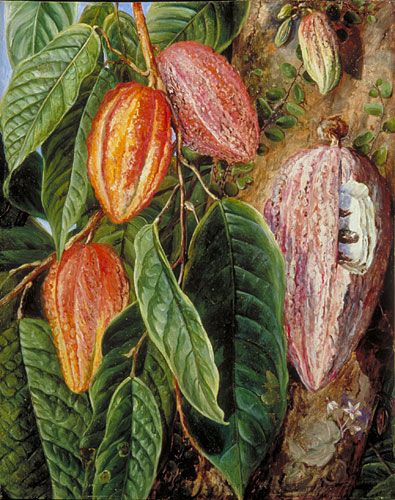 A Chocolate Garden - suggestions for a chocolate themed planting design for your garden, inspired by Chocolate Week ---  http://plews.gd/1LoyIZf Cacao History, Cocoa Tree, Marianne North, Botanical Science, Restaurant Signage, Flowers And Fruit, Planting Design, Plant Fungus, Theobroma Cacao