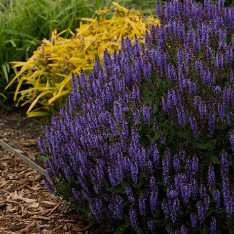 Salvia nemorosa 'Blue Hill' ('Blauhugel') | Perennial Resource Salvia Plants, Meadow Sage, High Country Gardens, Sage Plant, Deer Resistant Plants, Meadow Garden, Blue Hill, Bee Friendly, Pollinator Garden