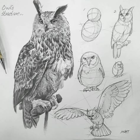 Owl Sketch, Structural Drawing, Bird Sketch, Nature Sketch, Owls Drawing, Arte Sketchbook, Scientific Illustration, Animal Sketches, Bird Drawings