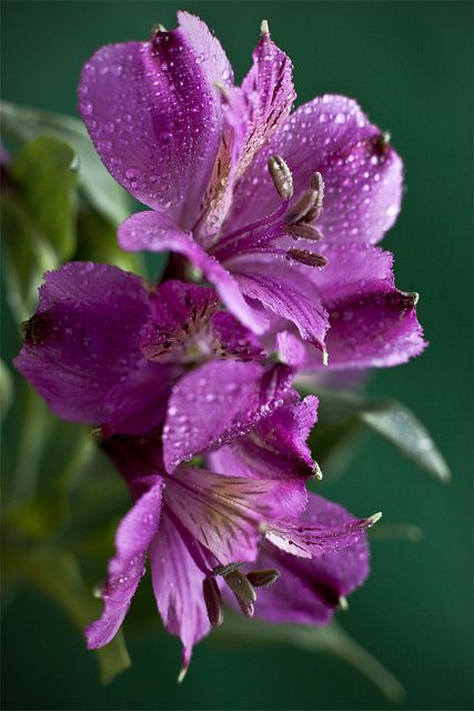 Alstroemeria Purple Aesthetic Freedom, Purple Flowers Garden, Noah Centineo, Peruvian Lilies, Chase Hudson, Drops Of Water, People Talking, Wrong Number, Flowers Gif