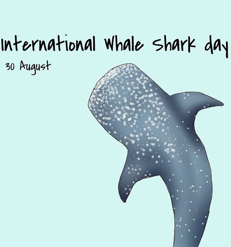 Whale Shark Wednesday, Happy Whale, Whale Sharks, Whale Shark, Sharks, Dinosaur Stuffed Animal, Elephant, Animals, Quick Saves