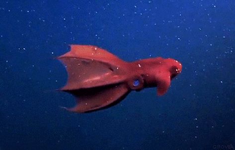 Vampire Octopus, has two uneven eyes, one to look above for preditors and one to look below for food, and has a long skinny tentacle (or tongue?) that it drags to capture feces and dead bits from animals above that fall to the deep ocean. Vampire Octopus, Humboldt Squid, Marine Life Photography, Uneven Eyes, Blanket Octopus, Vampire Squid, Dumbo Octopus, The Deep Ocean, Giant Squid