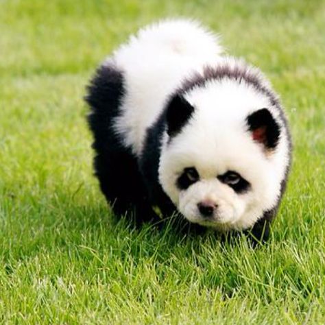 Chow chow puppy pandas Perros Chow Chow, Panda Puppy, Panda Dog, Chow Chow Puppy, Nosara, Chow Chow Dogs, Cute Animal Pictures, Cute Creatures, Chow Chow