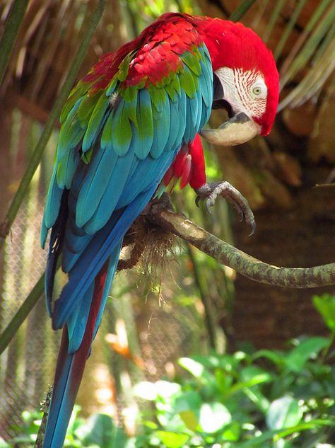 Red-and-green macaw Red And Green Macaw, Types Of Parrots, Birds Scenery, Green Macaw, Bird Magic, Parrot Training, Giraffe Pictures, Parrot Feather, Scarlet Macaw