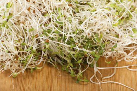 How to Clean Alfalfa Sprouts | LEAFtv Fresh Brussel Sprouts, Dishes To Cook, Alfalfa Sprouts, Cooking Thermometer, How Do You Clean, Food Poisoning, Clean Cooking, Cabbages, Stir Fries