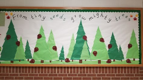 From tiny seeds grow mighty trees bulletin board with pinecones From Tiny Seeds Grow Mighty Trees Bulletin Board, Pine Tree Bulletin Board, Tiny Seeds Grow Mighty Trees Bulletin, Trees Bulletin Board Ideas, Forest Bulletin Board, Tree Bulletin Board Ideas, Tiny Seeds Grow Mighty Trees, Tree Bulletin Board, Tree Classroom