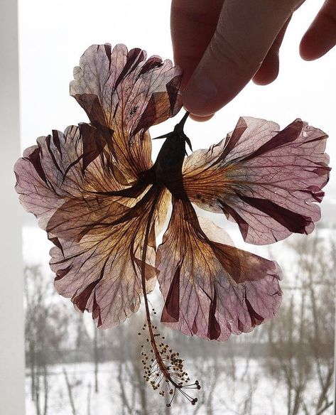 Irene on Instagram: “Pressed hibiscus🌺 Today I was checking my herbarium collection and found this flower. I pressed it during my trip to Thailand in 2018😻 I…” Hibiscus Drawing, Flower Frames, Trip To Thailand, Surfboard Design, Room With Plants, Hibiscus Flower, My Trip, Moscow Russia, Pressed Flower