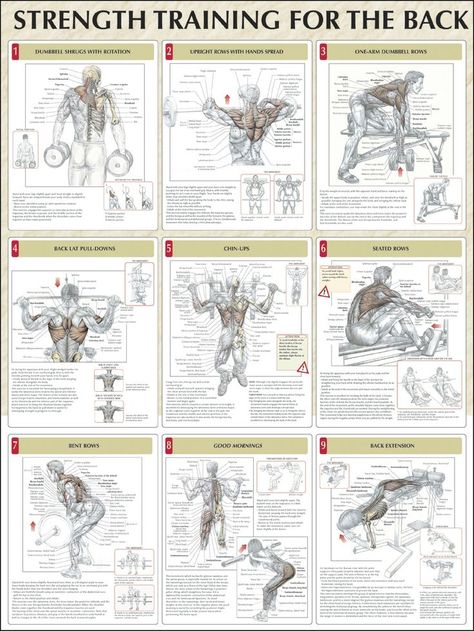 Back Training - Here are some great exercises for the back. When making a fitness program for weight lift you should try and incorporate at least 2 to 3 of these exercise. Before you know it you may have all 9 of them in your program. Keep training for a better you. Bądź Fit, Planning Sport, Strength Training Anatomy, Shoulder Exercises, Increase Muscle Mass, Muscle Anatomy, Muscle Body, Strength Training Workouts, An Exercise