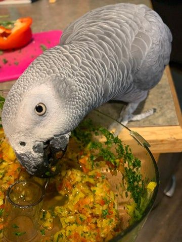 African Grey Parrot Toys, Parrot Diet, Conure Parrots, Tolerate It, Parrot Food, French Fried Potatoes, Bird Treats, Grey Parrot, Bird Care