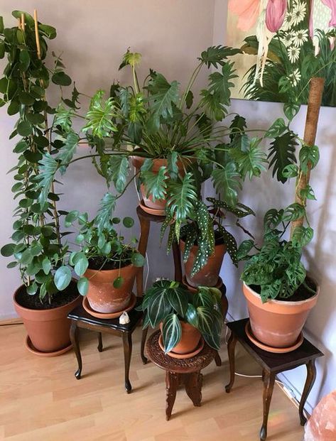 Turn Your House into Mini Forest with these Ideas | Balcony Garden Web Room With A Lot Of Plants, Houseplant Display Ideas, Plant Set Up Indoor, Houseplant Collection, Plant Room, نباتات منزلية, Plants Are Friends, Floor Plants, Plant Decor Indoor