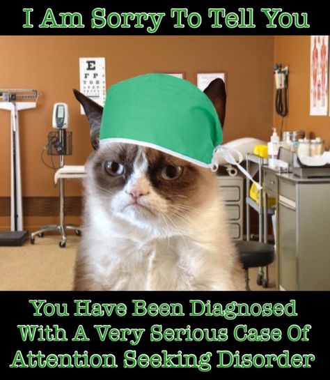 Grumpy Cat Memes, Grump Cat, Funny Mean, Grumpy Kitty, Grumpy Cat Meme, Grumpy Cat Quotes, Grumpy Cats, Mean Cat, Cat Jokes