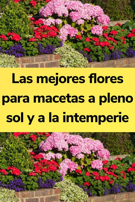 Las mejores flores para macetas a pleno sol y a la intemperie Jardines Exteriores Ideas Design, Plantas Exterior, Flower Garden Decorations, Full Sun Garden, Eco Friendly Garden, Front Yard Garden Design, Sun Garden, Garden Fire Pit, Flower Garden Design