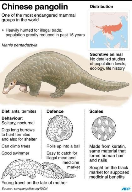 Endangered species Chinese Pangolin, Animals Information, Keystone Species, Animal Conservation, Endangered Animals, Wild Creatures, Animal Facts, Animal Posters, Endangered Species