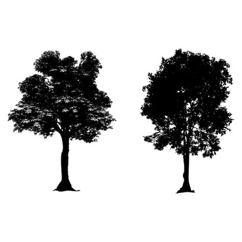 Modèle De Silhouette De Frêne Gratuit | Premium Vector #Freepik #vector #arbre-silhouette #frene #silhouette-39-arbre-imprimable-gratuitement #silhouette-39-arbre Premium Vector, Photoshop