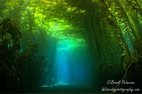 Under water scene at Anacapa Island, California.  Visit waterdogphotography.com or waterdogphotographyblog.com for more under water photos from Brook Peterson Underwater Forest, Ocean Plants, Water Photos, Kelp Forest, Beautiful Scenery Photography, Underwater Art, Scuba Dive, Channel Islands, Under Water