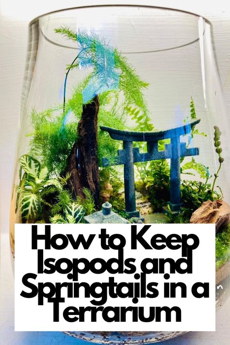 Dive into our comprehensive guide and learn the best practices for keeping isopods and springtails thriving in your terrarium!  Discover the essential care tips, from moisture levels to substrate choices, that will ensure their well-being. Explore the symbiotic relationship between these beneficial organisms and your terrarium's ecosystem. Join us on this captivating journey and become a pro at housing isopods and springtails today!  IG Photo by: linnys_mini_garden Sealed Terrarium Bottle Garden, Mini Greenhouse Terrarium, Isopod Terrarium Ideas, Isopods Terrarium, Terrarium With Water, Cool Terrarium, Isopod Terrarium, Teaching Habitats, Terrarium Ecosystem