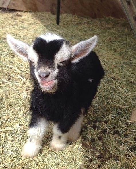 Goatgave on Instagram: "@daily_g0at • • • • • day 235: this tiny adorable goat will make u smile no matter what🥰😍🤩🤩 tag someone to make them smile🥰☺️😁🐐💗💘💞💖💝 • TAG A FRIEND • • • • . . . . . . #goatselfie #farmher #farmanimals #farming #farmhousekitchen #goats #familyfarm #nigeriandwarfgoats #goatsarefamily #goatbaby #backyardfarming #minigoat #goatlovers #happygoat #goatsareawesome #pygmygoats #backyardhomestead #farmhousesink #petgoat #goatjournal" Baby Goats In Sweaters, Tiny Goat, Goats In Sweaters, Farm Animal Paintings, Mini Goats, Happy Goat, Pet Goat, Goat Kidding, Pygmy Goat