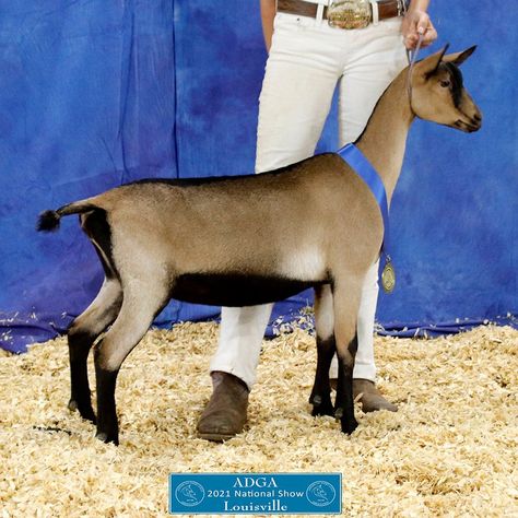 ADGA National Show 2021 Alpine Reserve Junior Champion Chances Are Magic Cocoa courtesy of Melanie Fergason Dairy Goat Photography. Information for purchasing National Show 2021 photos will be announced soon. Goat Photography, Alpine Goats, Farm Stuff, Dairy Goats, Cute Goats, Horse Farms, Dog Photography, Farm Animals, Goats