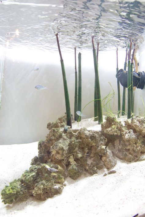 Mangrove Aquarium, Reef Aquascape, Seahorse Aquarium, Reef Tank Aquascaping, Beach Aquarium, Aquascaping Ideas, Biotope Aquarium, Coral Reef Aquarium, Saltwater Fish Tanks