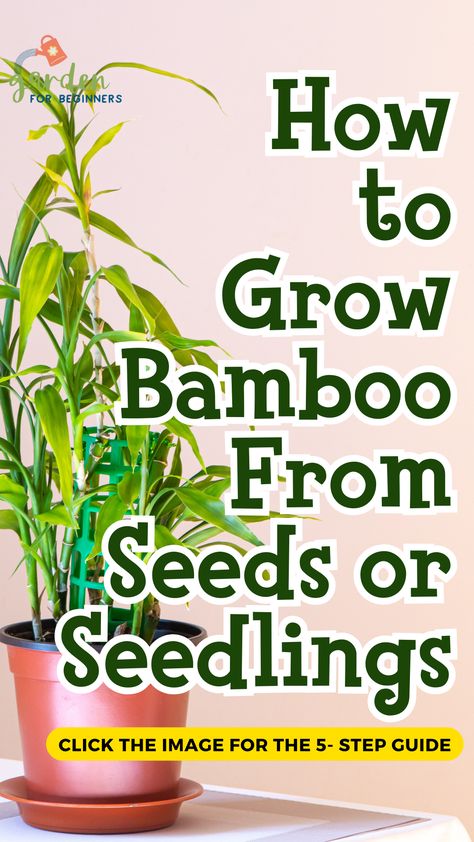 Learn how to grow bamboo today! Caring for bamboo is a breeze! Learn how to take care of this versatile plant with these five tips. Bamboo has been used in gardens and yards by people worldwide for thousands of years, but it’s only recently that we’ve come to understand just what an excellent addition it can be. How To Grow Bamboo, Garden For Beginners, Bamboo Species, Bamboo Seeds, Growing Bamboo, Growing Trees, Bamboo In Pots, Bamboo Care, Plant Zones