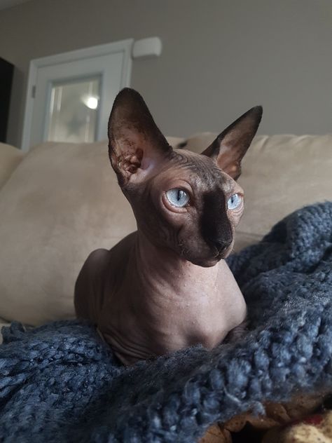 Seal Point Sphynx Cat, European Doberman, Hairless Cats, Sphinx Cat, Sphynx Cats, Cat With Blue Eyes, Cats Photos, Devon Rex, Hairless Cat