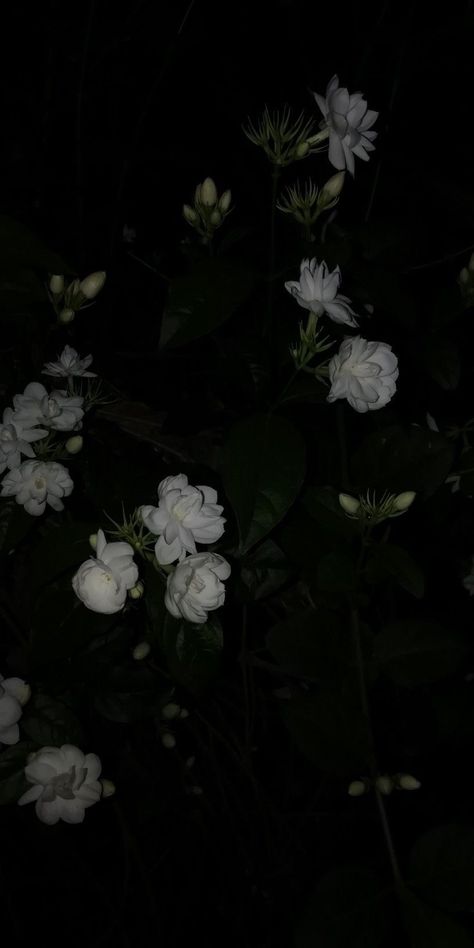 Dark Background Wallpaper, Theme Nature, Dark Green Aesthetic, Dark Flowers, Jasmine Flower, Dark Phone Wallpapers, Cute Simple Wallpapers, Dark Wallpaper Iphone, Cool Wallpapers Art