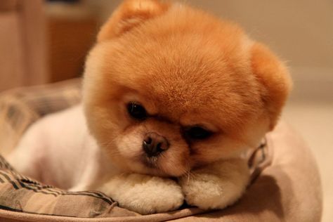 Meet the World's Smallest Animals - I Can Has Cheezburger? Boo The Cutest Dog, Baby Pomeranian, American Bulldog Puppies, World Cutest Dog, Boo The Dog, Cutest Puppy Ever, Cute Dog Wallpaper, Fluffy Dog, Cute Pomeranian