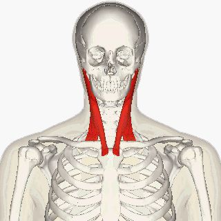 File:Sternomastoid muscle animation2.gif - Wikimedia Commons Neck Muscle Anatomy, Human Anatomy Chart, Punkty Spustowe, Shoulder Anatomy, Sternocleidomastoid Muscle, Sore Neck, Doctor Of Physical Therapy, Human Body Anatomy, Human Anatomy Drawing