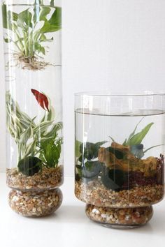 Make a water garden in a vase. | 21 Gardening Projects To Get You Through Winter ขวดโหล Mason Jar, Tanaman Air, Indoor Aquaponics, Taman Air, Aquaponics Fish, Indoor Water Garden, Grow Herbs, Indoor Herb, نباتات منزلية