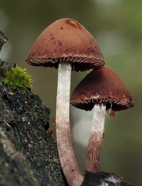 Brown Mushroom Aesthetic, Brown In Nature, Mushrooms Photos, Mushroom Photos, Mushroom Photo, Mushroom Images, Mushroom Growing, Mushroom Plant, Lichen Moss