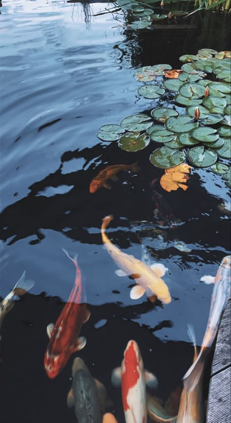 Pond Aesthetic Wallpaper, Koi Pond Aesthetic, Koi Aesthetic, Pond Aesthetic, Wallpaper Tab, Pet Taxi, Koi Fishes, Coy Fish, Koi Fish Drawing