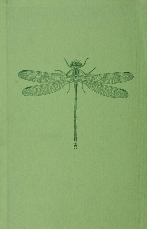 Dragonfly Astetic, Dragonfly Backgrounds Wallpapers, Dragonfly Backgrounds, Dragonfly Anatomy, Aesthetic Dragonfly, Vintage Dragonfly Illustration, Dragonfly Aesthetic, Dragonfly Graphic, Dragonfly Poster