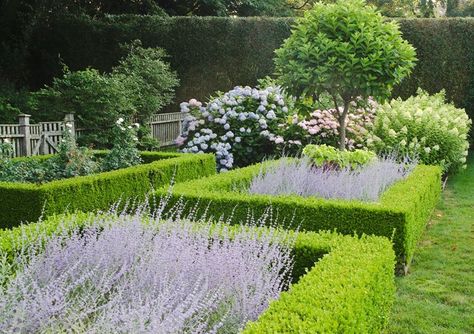 Pervoskia 'Little Spire' enclosed in boxwood Ina Garten's garden Ina Garden, Boxwood Landscaping, Beginners Gardening, Russian Sage, Boxwood Garden, Easy Gardening, Formal Garden, Cottage Gardens, Formal Gardens