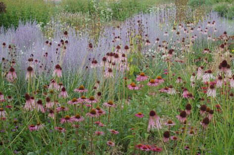 Miscanthus Sinensis Malepartus, Naturalistic Garden, Russian Sage, Piet Oudolf, Prairie Garden, Meadow Garden, Planting Plan, Modern Garden Design, Garden Designer