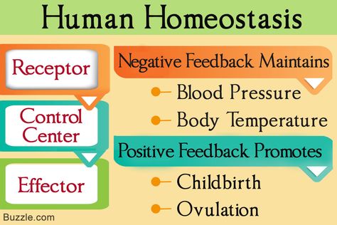 Understanding Negative and Positive Feedback in Homeostasis Negative Feedback Homeostasis, Homeostasis Biology Notes, Homeostasis Notes, Kaplan Nursing Entrance Exam, What Is Intelligence, Negative Feedback, Biology Revision, Resume Template Examples, Positive Feedback