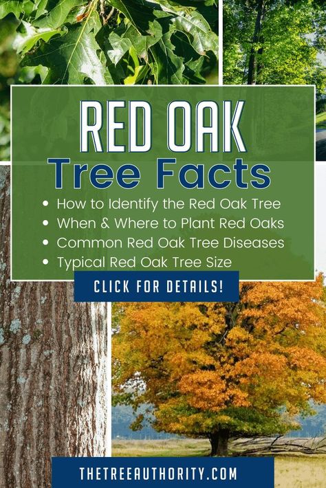 Oak Tree Diseases, How To Identify Trees, Oak Tree Bark, Identifying Trees, Tree Facts, Red Oak Leaf, Red Oak Tree, Leaf Identification, White Oak Tree