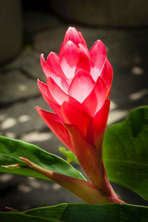 Ginger Plant Flower, Ginger Flowers, Floral Design Classes, Ginger Plant, Flower Identification, Ginger Flower, Pink Flowers Wallpaper, Flower Guide, Line Flower