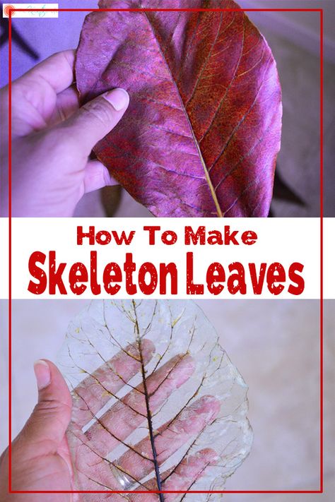 How To Make Skeleton Leaves (with Printable Instructions) - The Kreative Life Things To Do With Leaves, Productive Crafts, Skeleton Leaves Diy, Skeleton Leaf Art, Vetenskapliga Experiment, Skeleton Leaves, Diy Nature, Leaf Skeleton, Paper Bowl