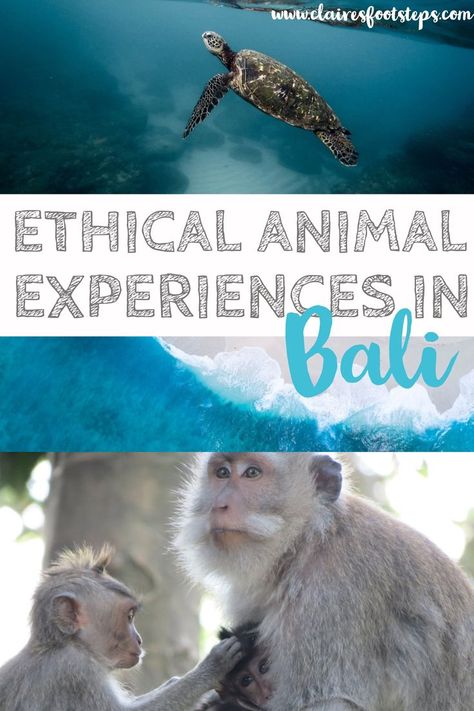 Bali Animals, Bali Birthday, Lovina Bali, Bali Life, See Animals, Bali Holiday, Bali Baby, Voyage Bali, Ethical Travel