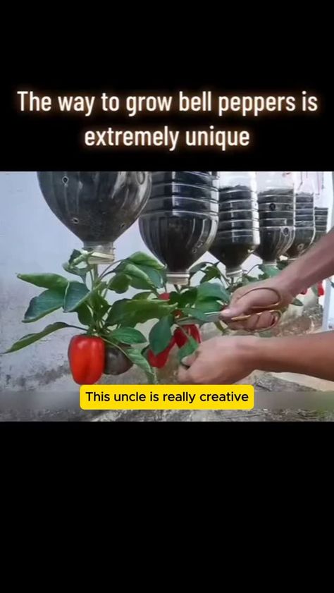 Seed to Flower (@seedtoflower_net) on Threads Growing Green Peppers, Grow Bell Peppers, Growing Bell Peppers, Backyard Creations, Growing Peppers, Short Plants, Backyard Flowers, Veg Garden, Sun Plants