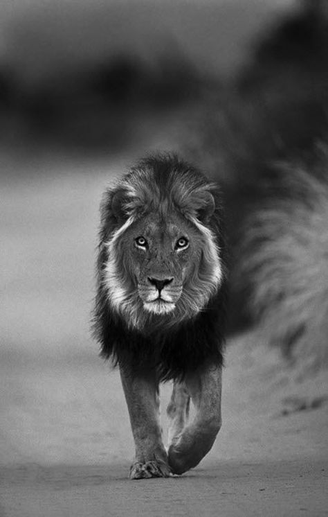 African Male Lion Walking a Dirt Road. Nick Brandt, Lion Walking, Black And White Animal Photography, Black And White Lion, Lion Photography, Lions Photos, Lion Love, Photography Examples, Black Lion