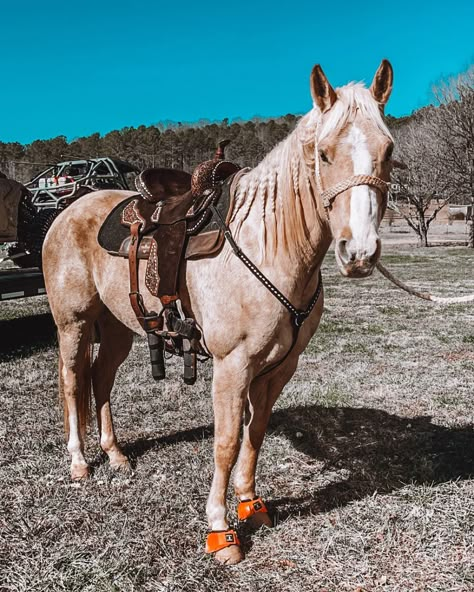 dump of the month💗⚡️ #western #barrelracing #photodump Western Riding Tack, Aesthetic Horses, Racing Aesthetic, Bling Horse Tack, Western Horse Riding, Horses Western, Dream Birthday, Western Horses, Barrel Racing Saddles