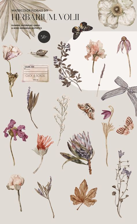 Dried Flower Drawing, Floral Template, Dried Flowers Aesthetic, Dried Flower Posters, Watercolor Dried Flowers, Dried Flowers Stickers, Dried Flowers Aesthetic Sticker, Pressed Flower Stickers, Flower Branding