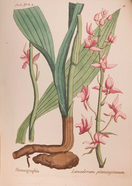 Du Petit-Thouars, Louis-Marie Aubert (1758-1831)<br /> Histoire Particulière des Plantes Orchidées Recueillies sur les Trois Îles Australes d'Afrique, de France, de Bourbon et de Madagascar (Particular History of Orchid Plants Collected on the Three Islands of Southern Africa, France, Bourbon and Madagascar)<br /> Paris: L’auteur, [etc.] 1822<br /> <br /> Limodorum plantagineum Antique Botanical Print, Scientific Illustration, Botanical Drawings, Botanical Flowers, Drawing Tutorials, Orchid Flower, Vintage Botanical, Botanical Illustration, Big Canvas Art