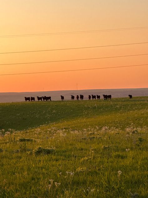 Sunrise | Kansas | Flint hills | Cows Flint Hills Kansas, Flint Hills, Kansas, Pins