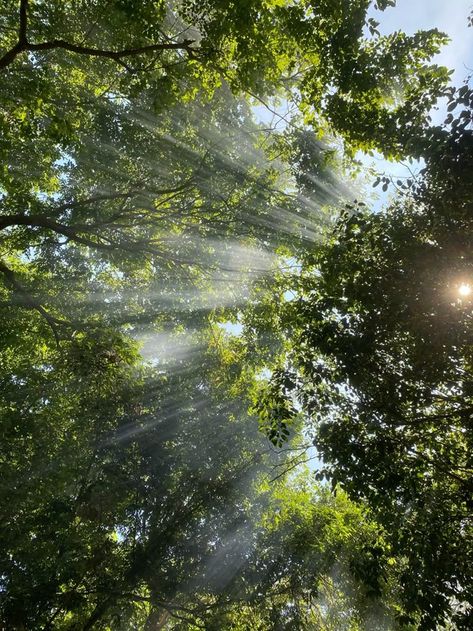 Sunlight Coming Through Trees, Easy Nature Photography, Sunrise Through Trees, Sunlight Through Trees Aesthetic, Sunrays Aesthetics, Peaceful Vision Board, Nature Up Close, Light Nature Aesthetic, Light Aesthetic Pictures